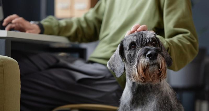 Opłata od czworonogów