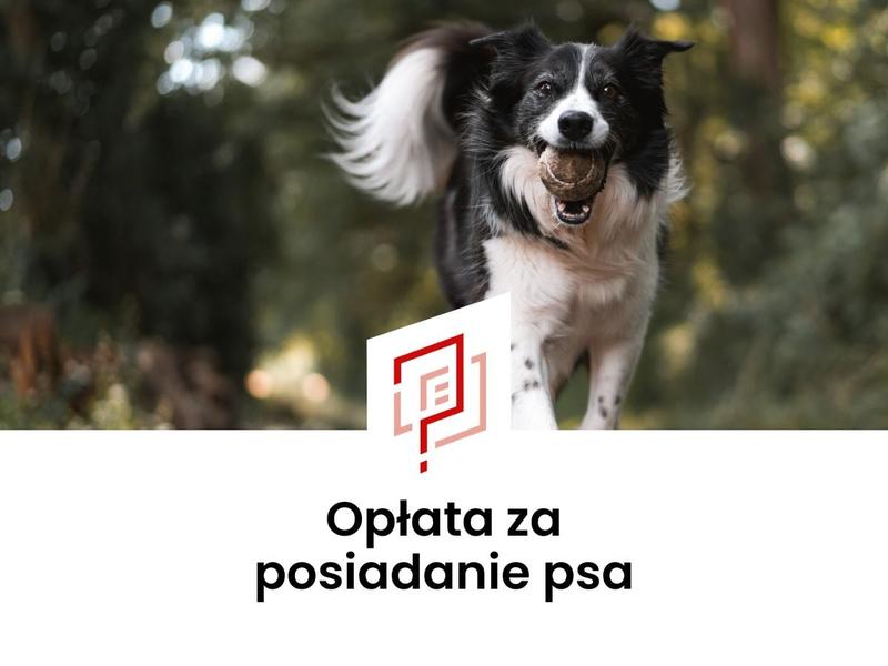 Podatek od posiadania psa